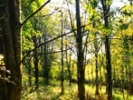 trees trees
